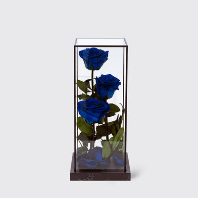 Deep Blue Bella Trio - Infinity Roses - BLACK AND BLANC