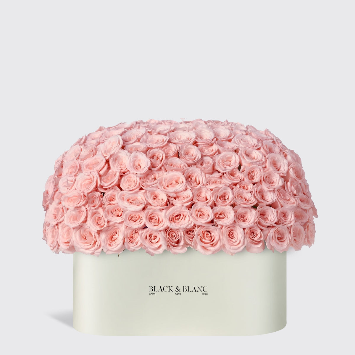 Dome Roses in Zenith Box