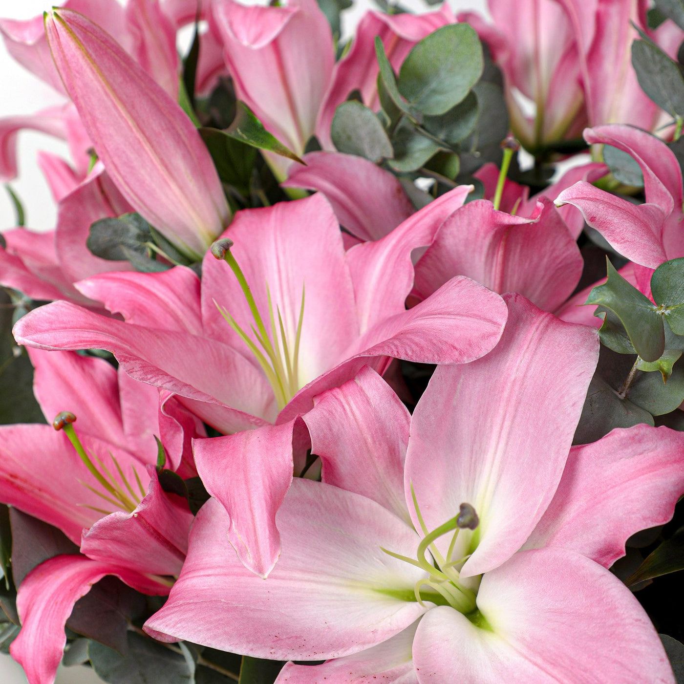 Lily Pink Bouqs - Fresh Flowers - BLACK AND BLANC