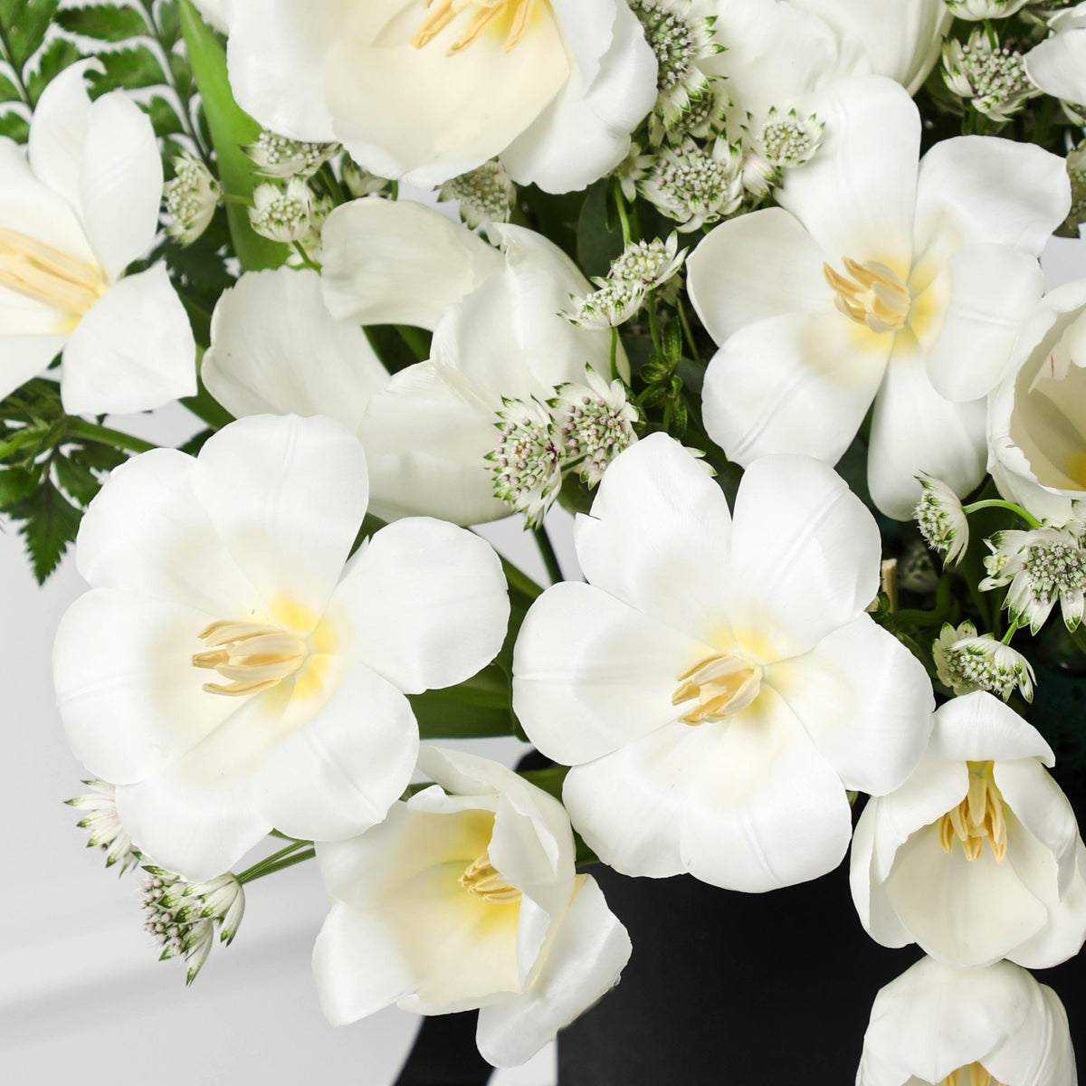 Glowing White Tulips in Box - BLACK AND BLANC