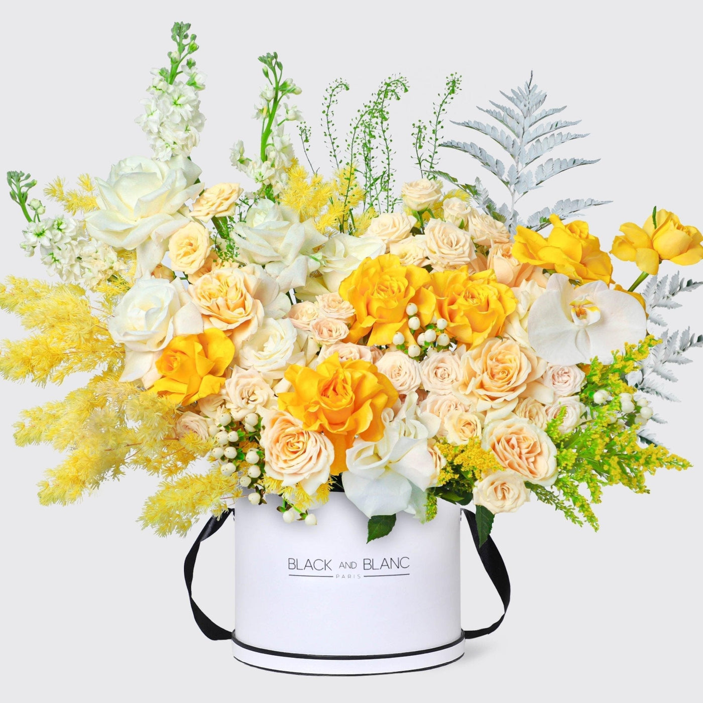 Golden Horizon in Box - BLACK AND BLANC