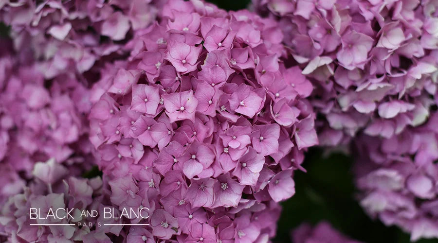 hydrangea-as-long-lasting-summer-flowers