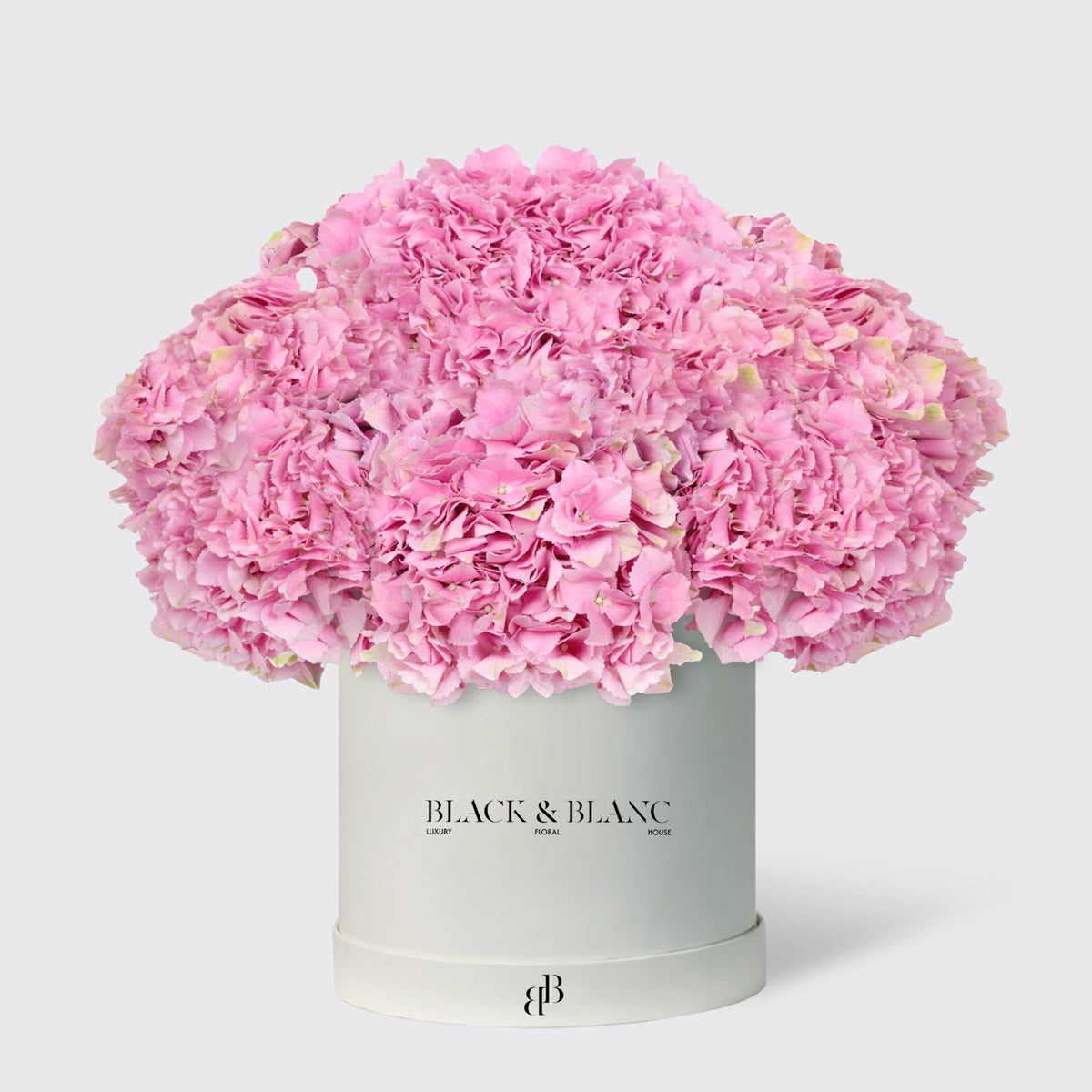 Hydrangeas in Box - BLACK AND BLANC