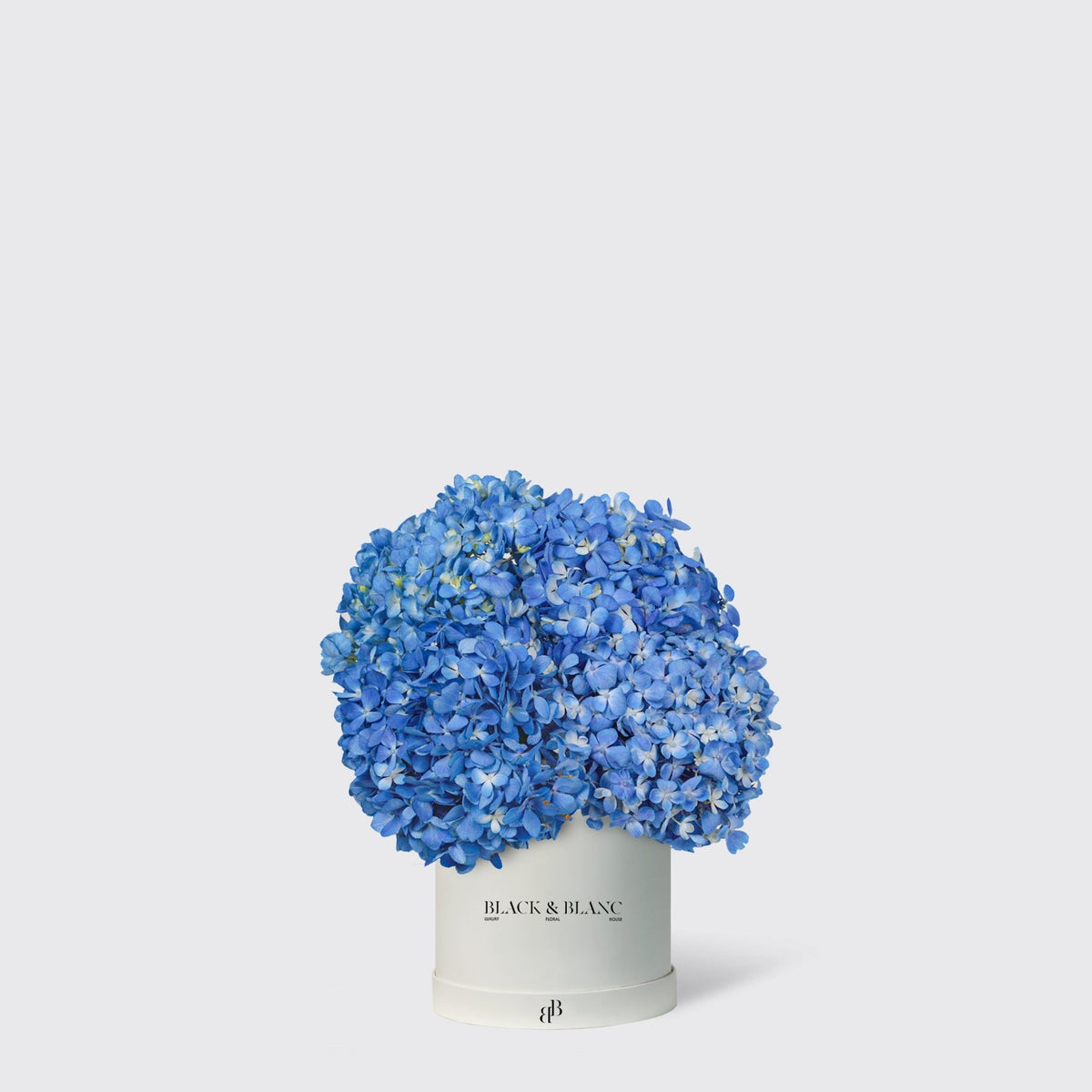 Hydrangeas in Box - BLACK AND BLANC