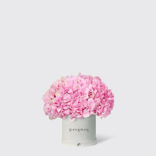 Hydrangeas in Box - BLACK AND BLANC
