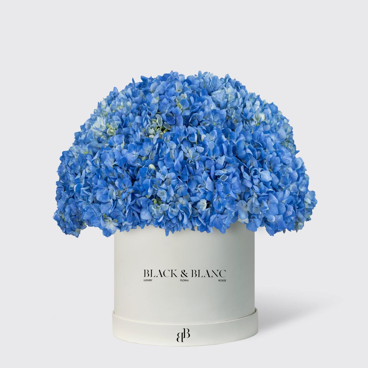 Hydrangeas in Box - BLACK AND BLANC