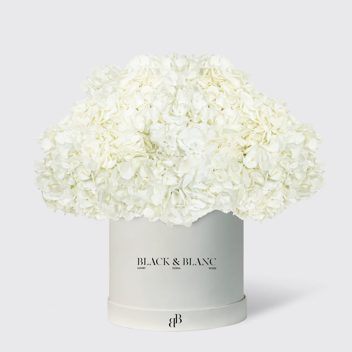 Hydrangeas in Box - BLACK AND BLANC