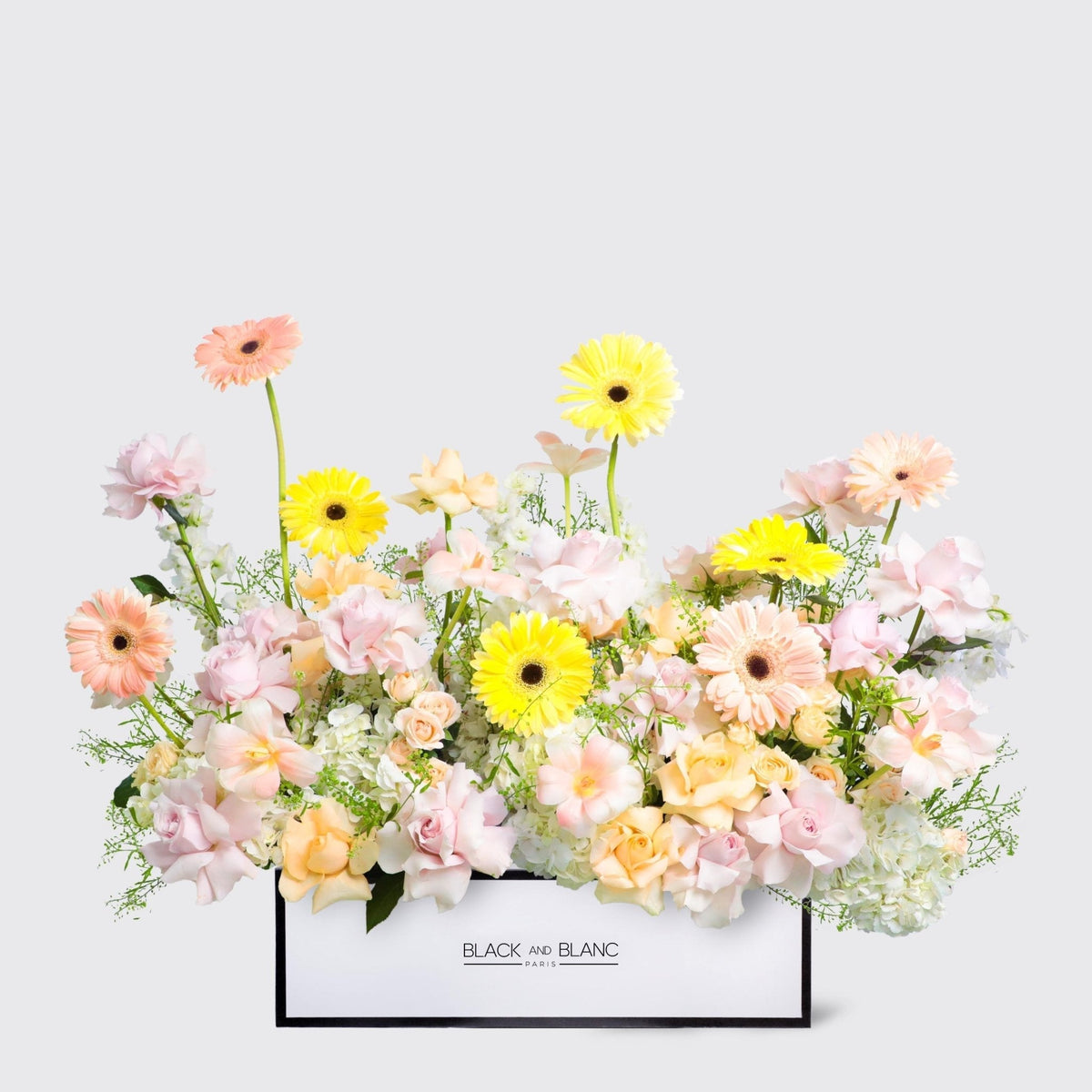 Jardin d’Aurore in Half Meter Box - BLACK AND BLANC