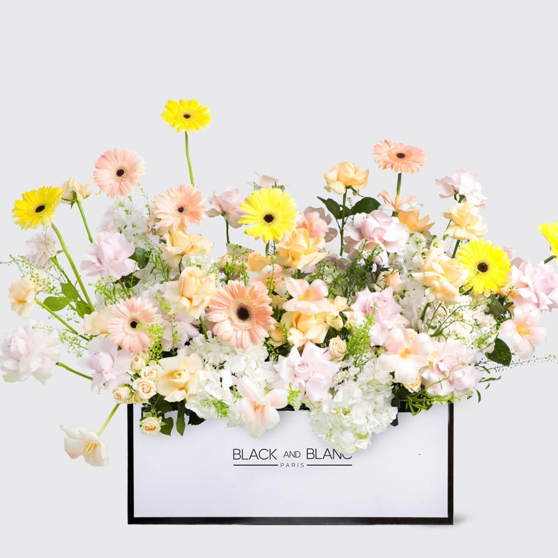 Jardin d’Aurore in Zenith Box - BLACK AND BLANC