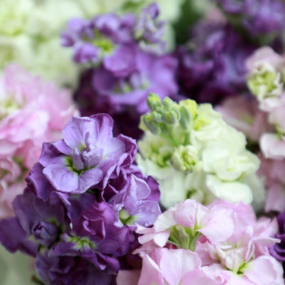A bunch of Mixed Colors Matthiola