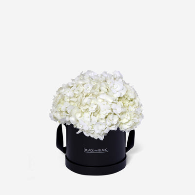 White Hydrangea in Box - Fresh Flowers