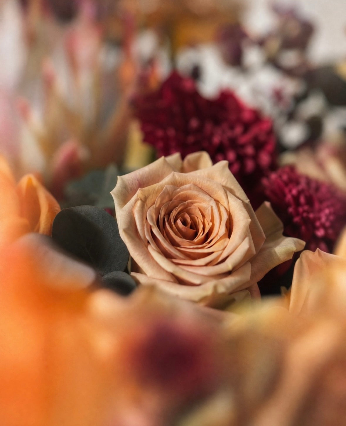 Close detail of a toffee rose among oxblood blooms and black eucalyptus