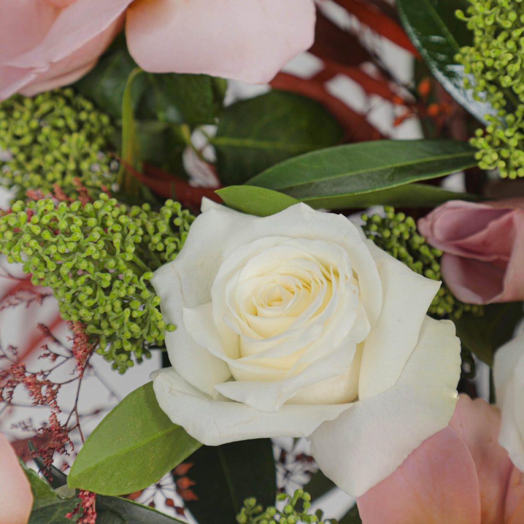 Mocha Majesty in Box - BLACK AND BLANC