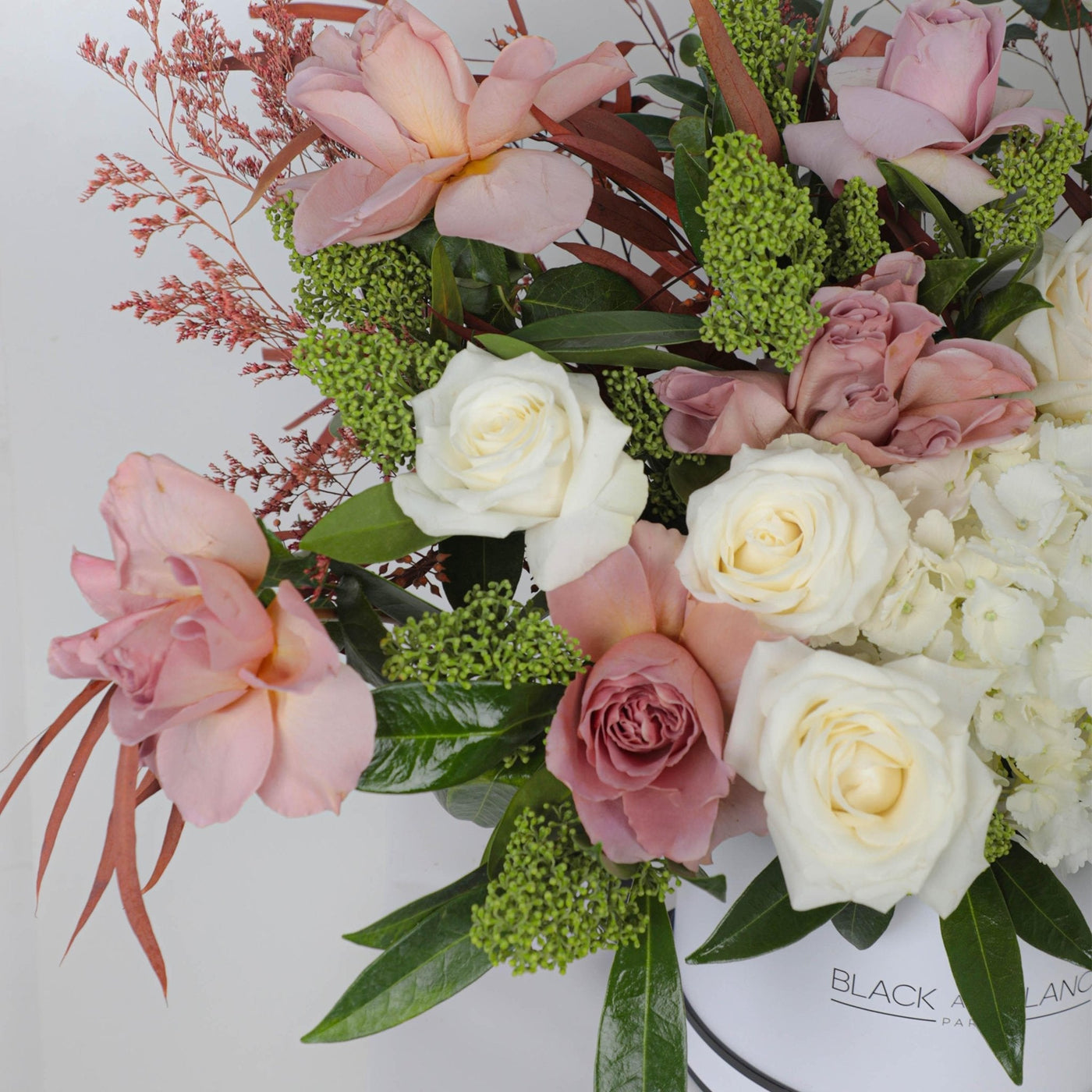 Mocha Majesty in Box - BLACK AND BLANC