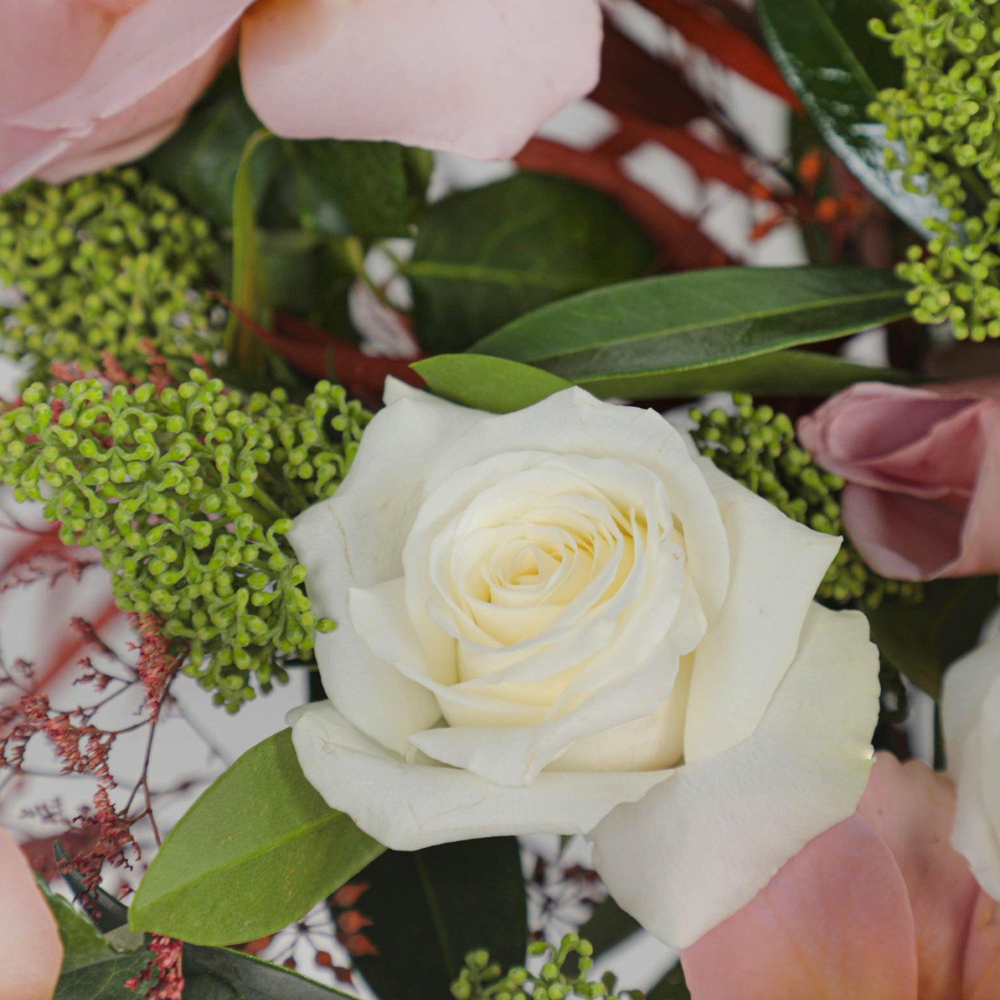 Mocha Majesty in Box - BLACK AND BLANC