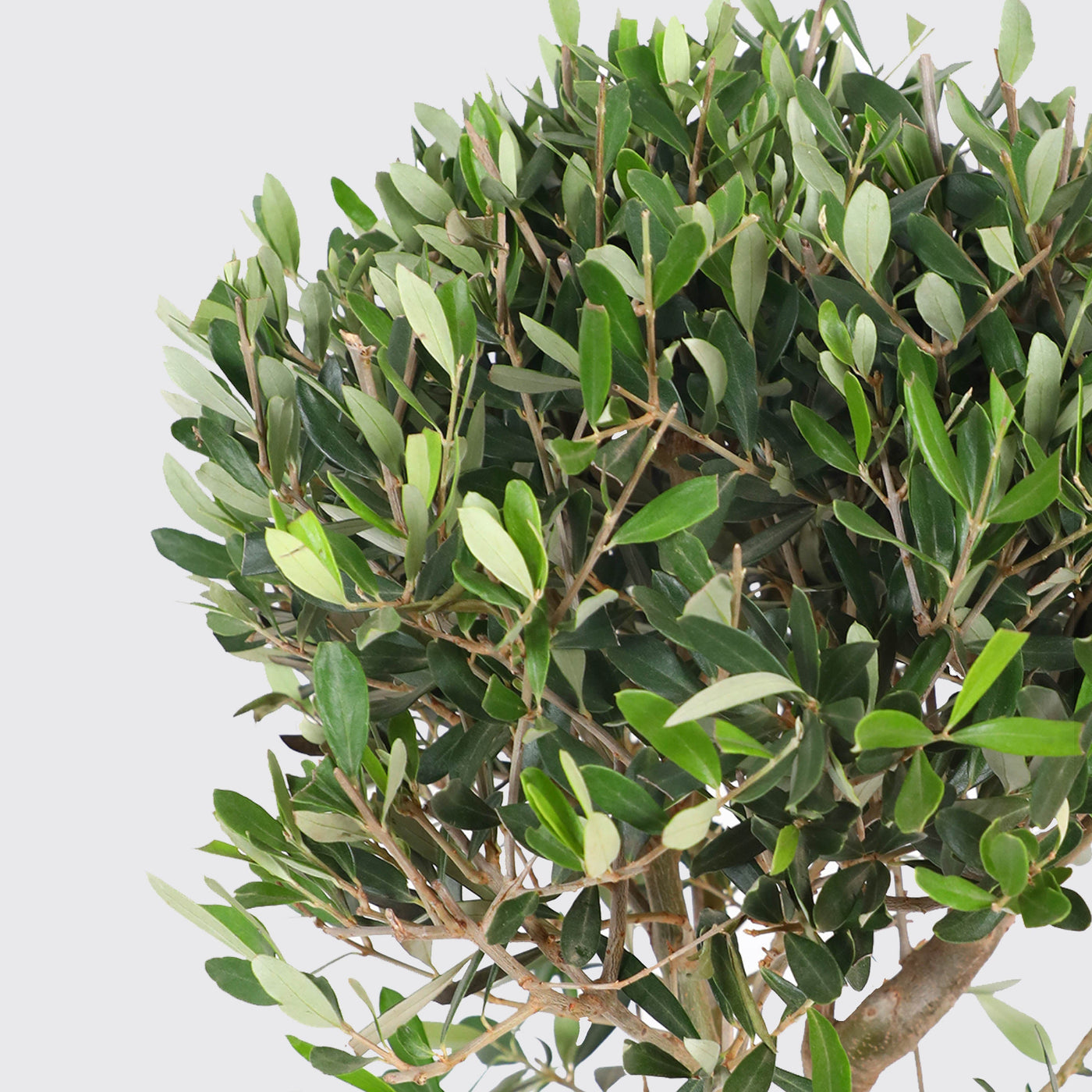 Olive Tree Plant - Box