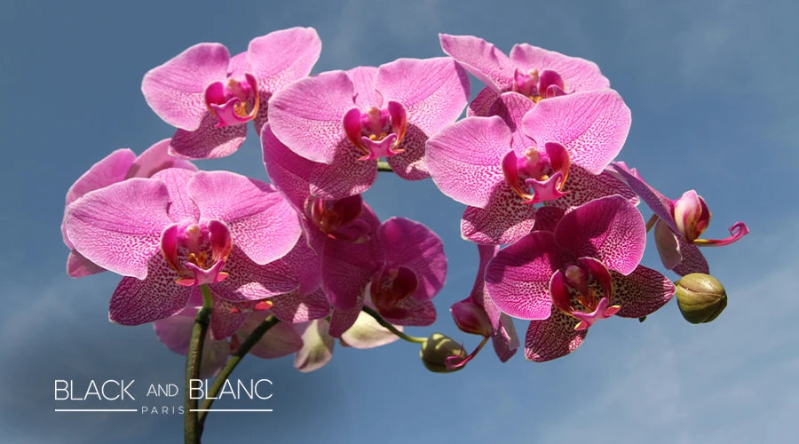 orchids-as-long-lasting-summer-flowers