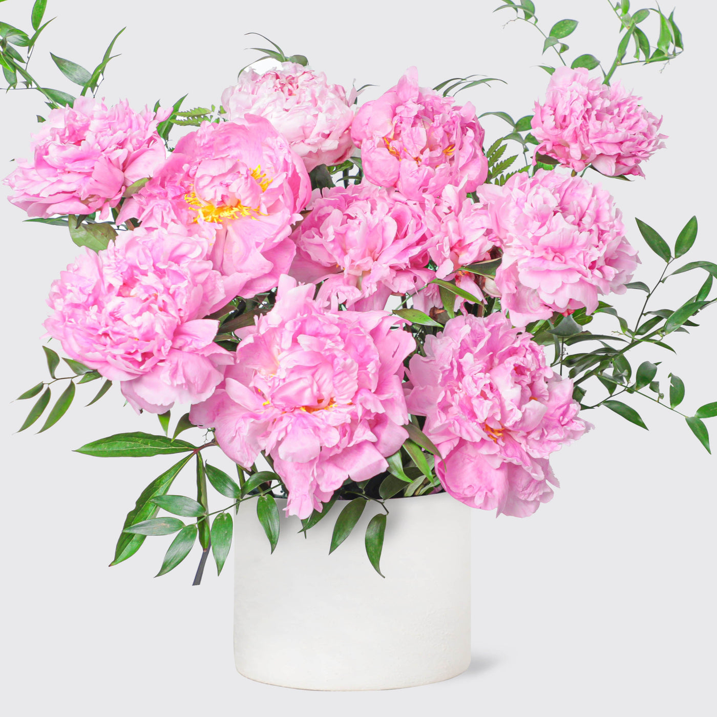 Bouquet of Pink Charm Peonies in a white vase, perfect for adding charm to any space