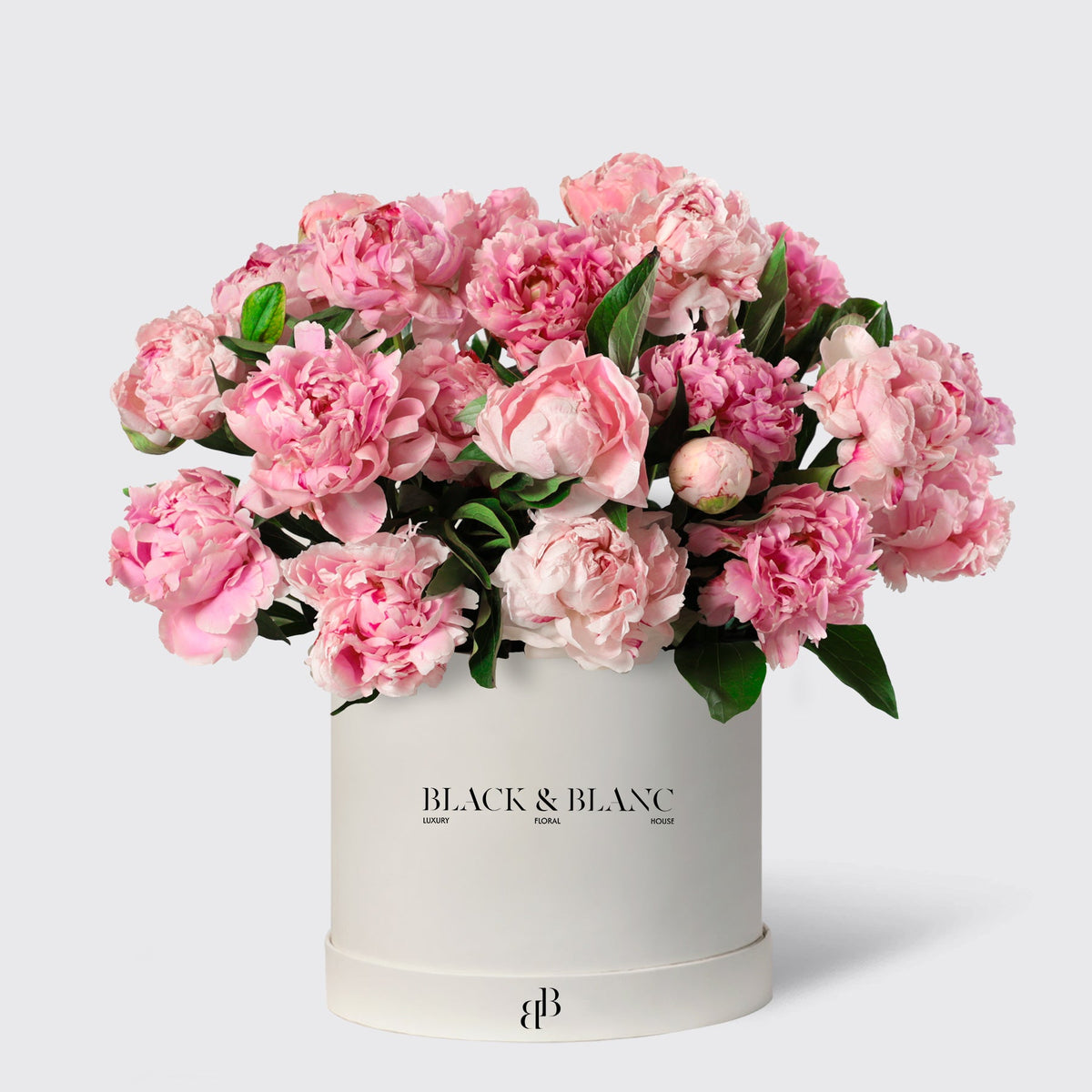 Pink Peony in Box - BLACK AND BLANC