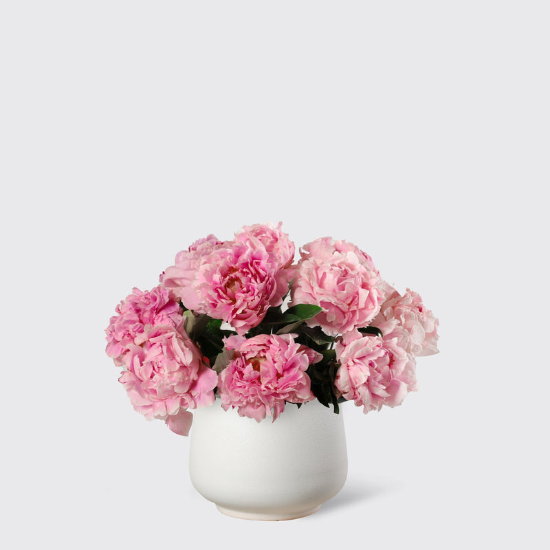Pink Peony in Vase - BLACK AND BLANC