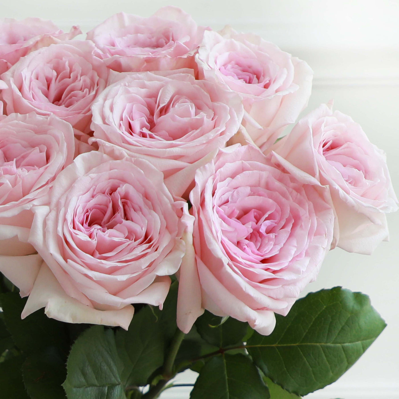 A bunch of Scented Ohara Pink Rose