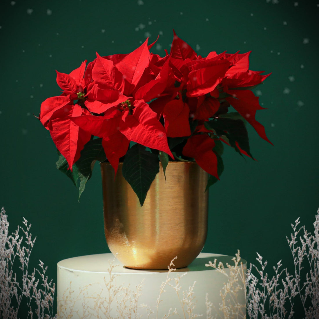 Poinsettia in Metallic Vase - BLACK AND BLANC