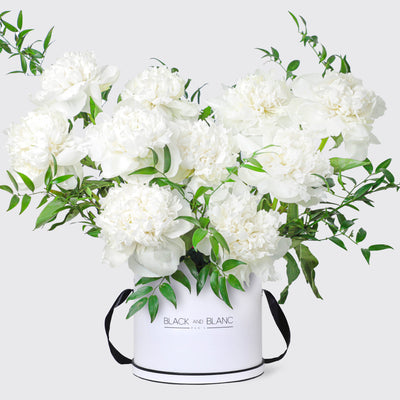 Pure White Peonies in Box - Le Grand / White