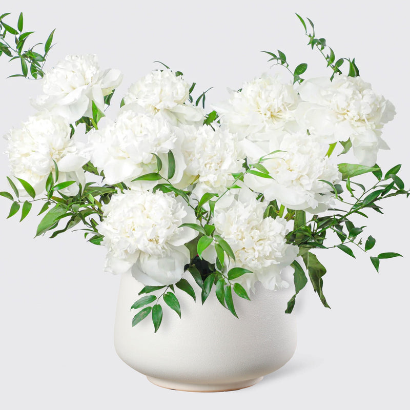 Pure White Peonies in Vase - BLACK AND BLANC
