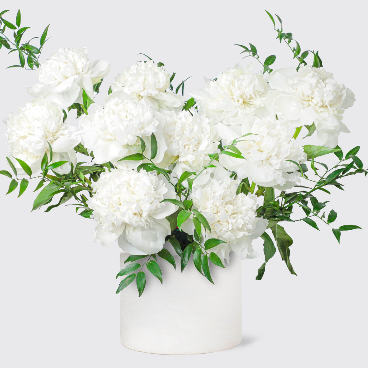 Pure White Peonies in Vase