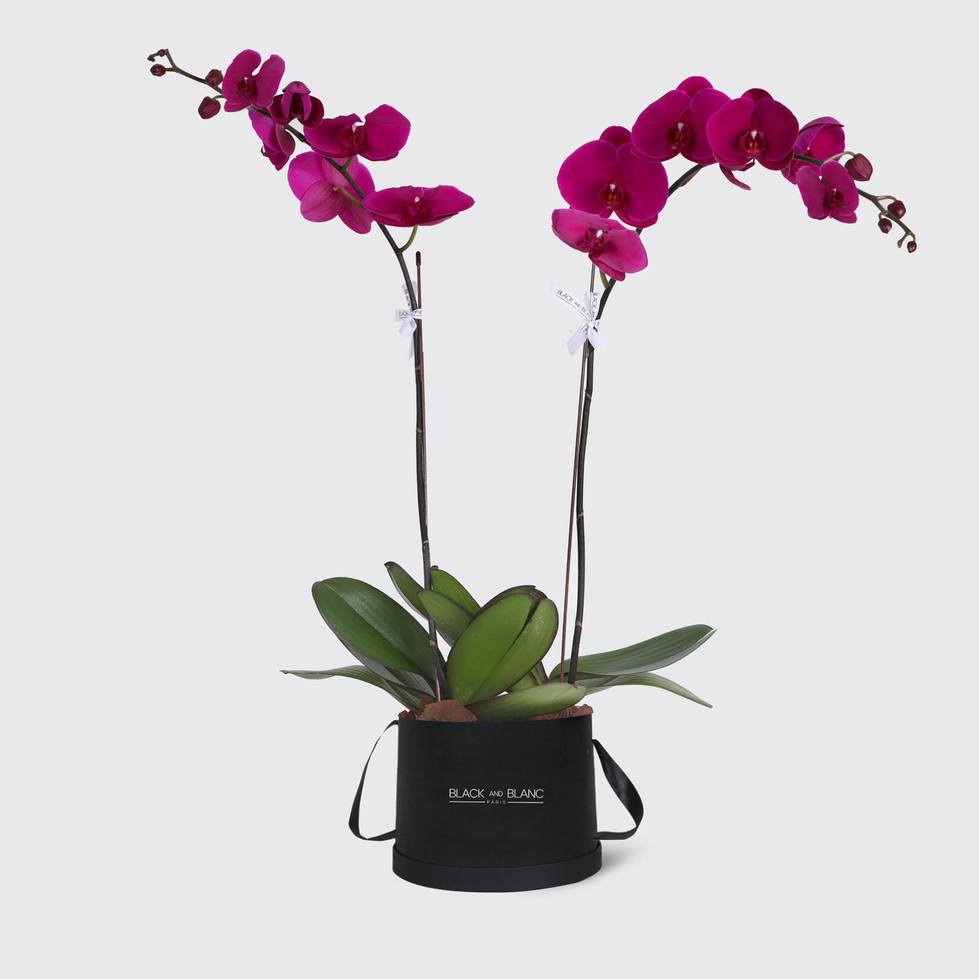 Purple Orchidées in Box - Fresh Flowers - Le Grand / Black - Box