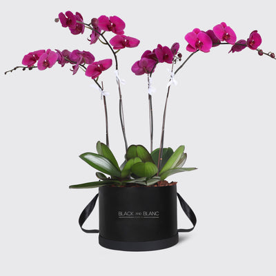 Purple Orchidées in Box - Fresh Flowers - Le Luxi / Black - Box