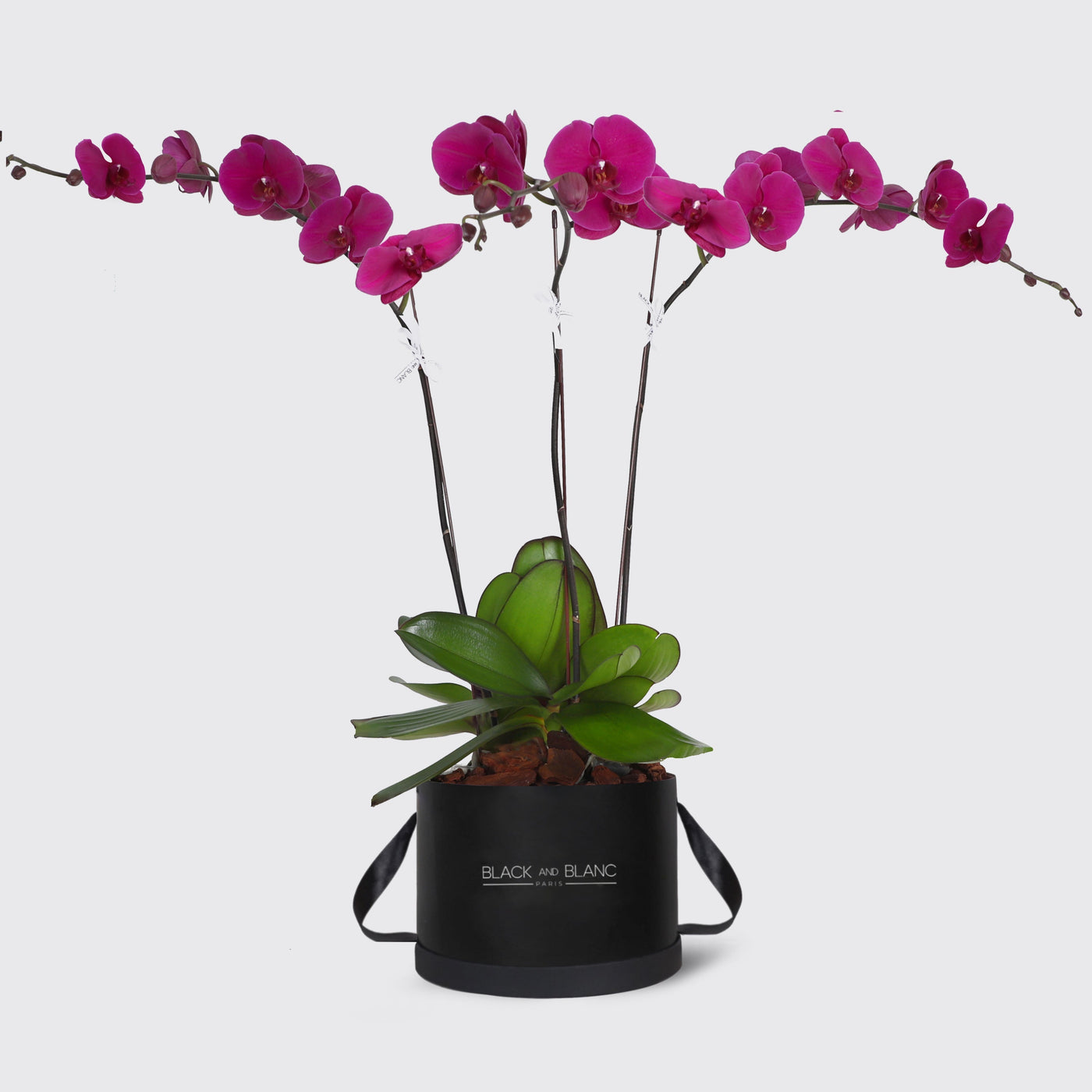 Purple Orchidées in Box - Fresh Flowers - Le Maxi / Black - Box