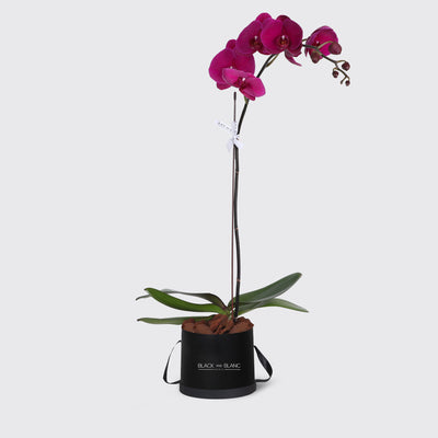 Purple Orchidées in Box - Fresh Flowers - Le Medium / Black - Box