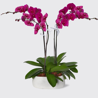 Purple Orchidées in Vase - Fresh Flowers - Le Luxi - Vase