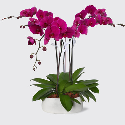 Purple Orchidées in Vase - Fresh Flowers - Le Majestueux - Vase