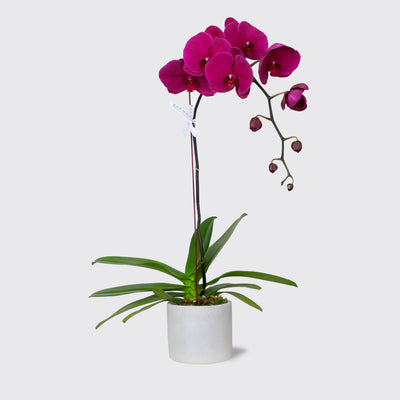 Purple Orchidées in Vase - Fresh Flowers - Le Medium - Vase