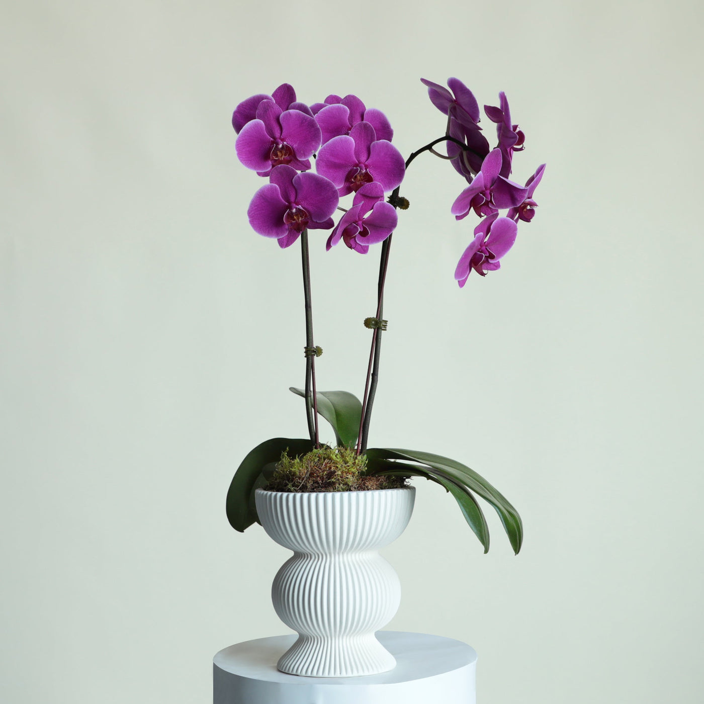 Purple Orchids vase