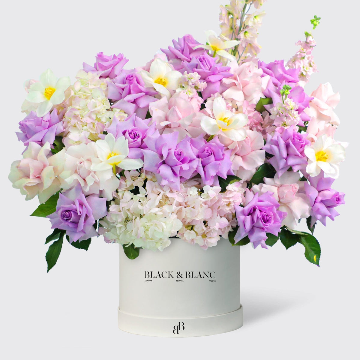 Purple Paradise in Box - BLACK AND BLANC