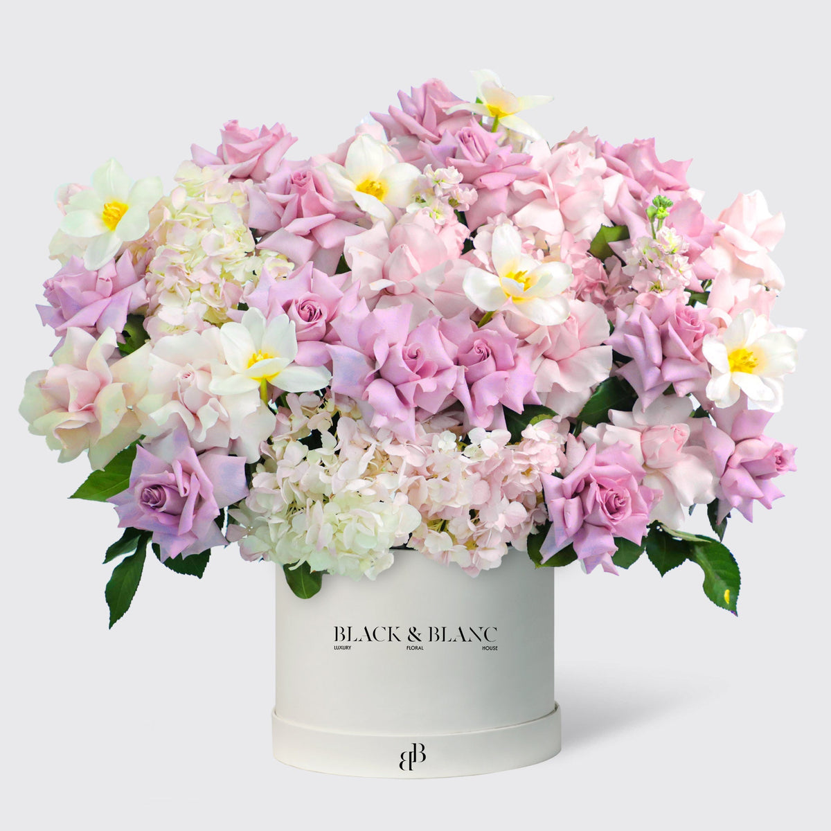 Purple Paradise in Box