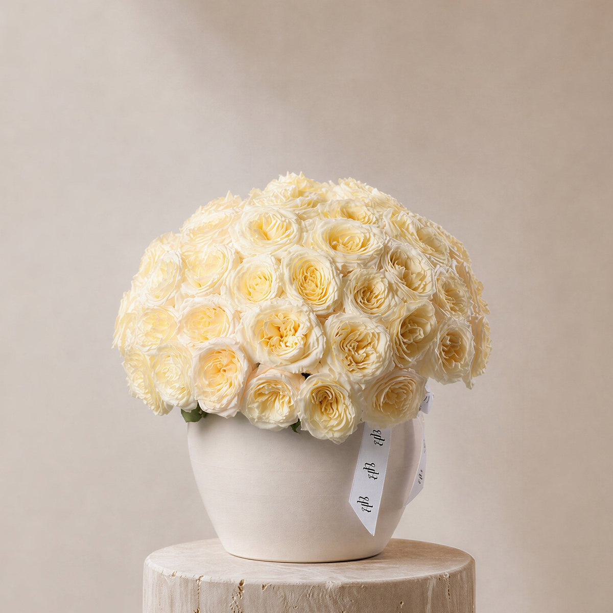 Qamar Cream Garden Roses in Ivory Vase - BLACK AND BLANC