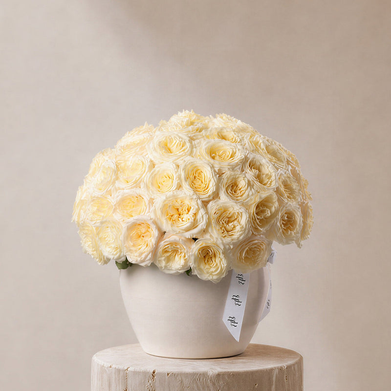 Qamar Cream Garden Roses in Ivory Vase - BLACK AND BLANC