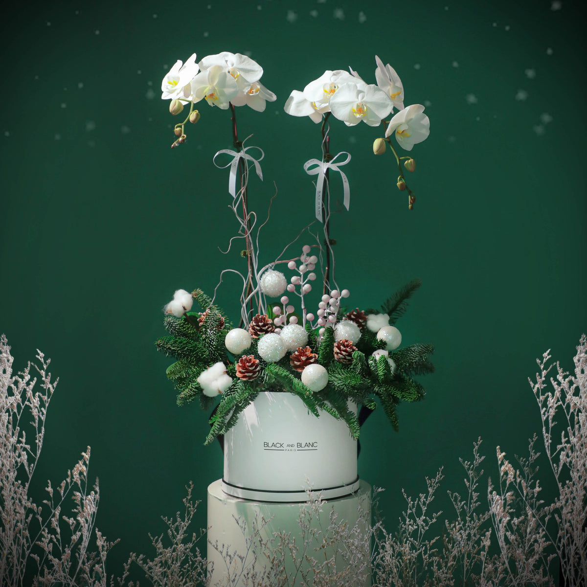 Snowflake Orchids - Fresh Flowers - BLACK AND BLANC