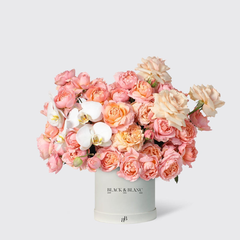 Soft Harmony in Box - BLACK AND BLANC