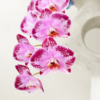 Tropical and Whisper in Vase - BLACK AND BLANC