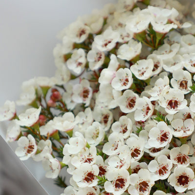 A bunch of Wax Flowers White