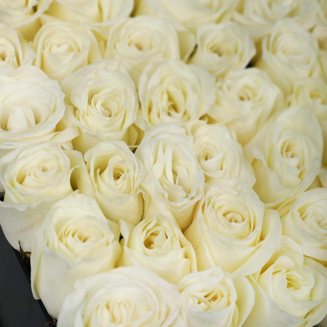 White Fresh Love in Box - BLACK AND BLANC