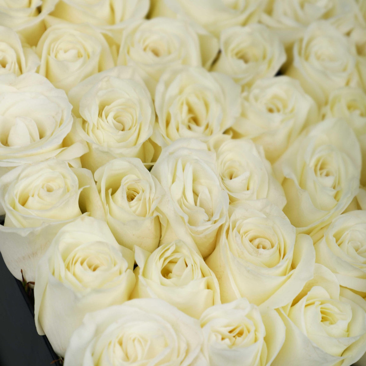 White Fresh Love in Box - BLACK AND BLANC