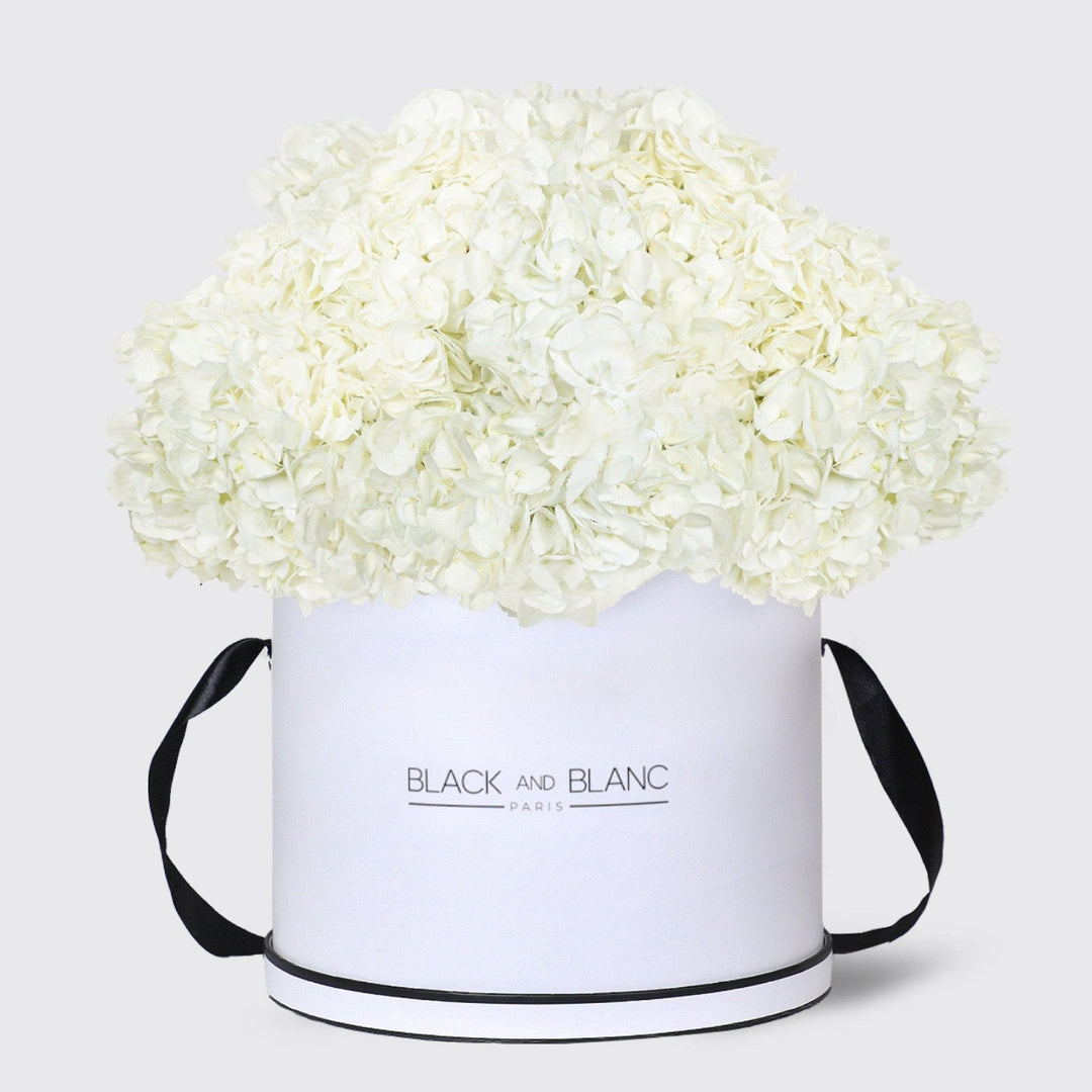 White Hydrangea in Box - BLACK AND BLANC