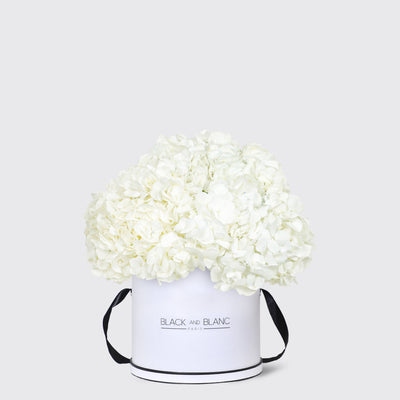 White Hydrangea in Box - Fresh Flowers - Le Grand / White - Box