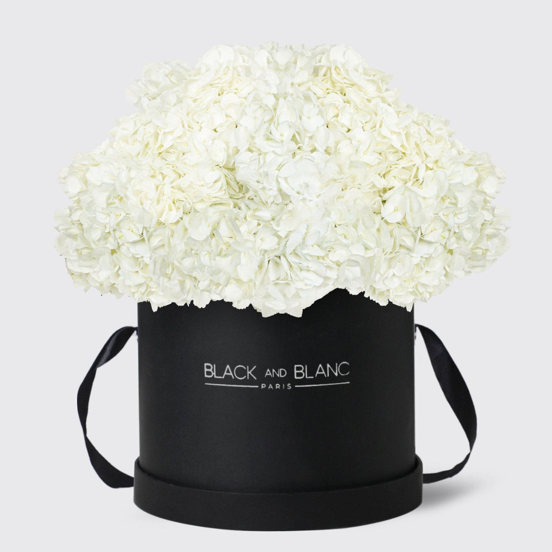 White Hydrangea in Box - BLACK AND BLANC
